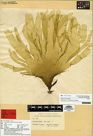 Spatoglossum chapmanii Lindauer (AM AK331441).jpg