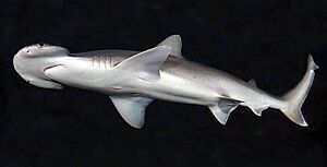 Sphyrna tiburo SI.jpg