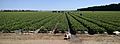 Strawberry field