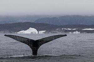 Tail of Humpback Whale Megaptera novaeangliae in Disko Bay Greenland - Buiobuone 02