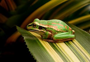 The Green and Golden Bell Frog.jpg