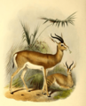 The book of antelopes (1894) Gazella isabella