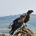 Thick-billed Raven Courtship, Simien Mountains, Ethiopia (2458682984)