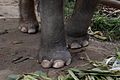 Toes of an Asian elephant