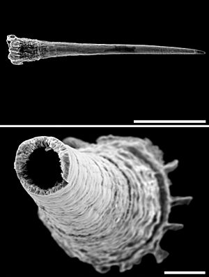 Trichia hispida SEM dart