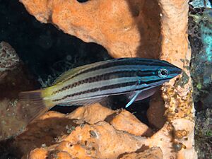 Twotone wrasse juvenile (Halichoeres prosopeion) (39793142024).jpg