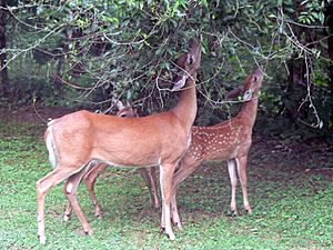 White-tailed deer (Odocoileus virginianus) grazing - 20050809