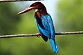 White-throated Kingfisher (Shankar)