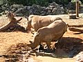 White Rhino Brevard Zoo 01