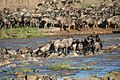 Wildebeest crossing river - Stefan Swanepoel