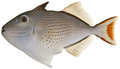 Xanthichthys ringens - pone.0010676.g191.png