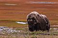 Овцебыки - самые грозные млекопитающие Таймыра