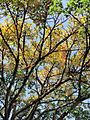 雀榕 Ficus superba var. japonica 20210717091156 07