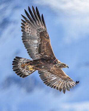 015 Wild Golden Eagle in flight at Pfyn-Finges (Switzerland) Photo by Giles Laurent.jpg