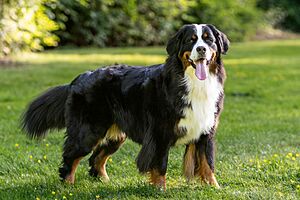 A Bernese mountain dog stands in grass. Standing at a 45-degree angle to the camera with head facing forward and mouth open.