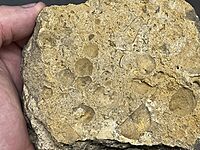 A death plate of brachiopods, bivalves and cephalopods