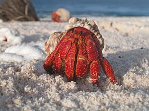 Hermit crab Facts for Kids