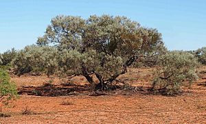 Acacia calcicola habit.jpg