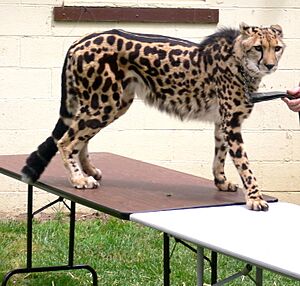 Acinonyx jubatus King Cheetah