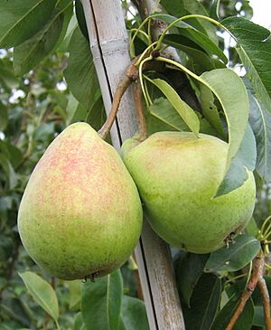 Alfa fruits