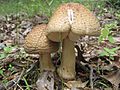 Amanita.Amerirubescens.001