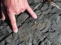 Ammonites - geograph.org.uk - 474674