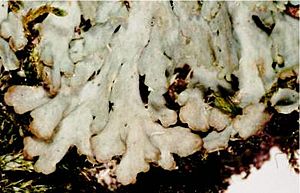 Anaptychia palmulata (EU)