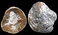 Anomia ephippium