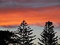 Araucaria trees at sunset in Henley Beach