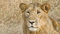 Asiatic Lion at Gir