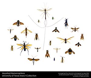 Assorted Hymenoptera by Alex Wild
