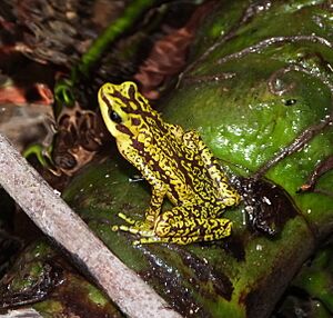 Atelopus cruciger imported from iNaturalist photo 83335906 on 4 August 2020 (cropped).jpg