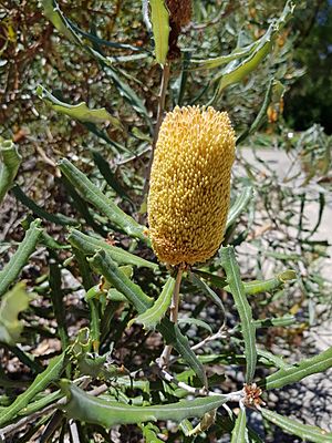BanksiaPilostylis PerthBG-20171224-1b.jpg