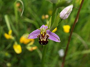 Bee orchid, Aller Brook Local Nature Reserve - geograph.org.uk - 833310