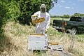 Beekeeping in a bee suit while holding a honeycomb from a beehive