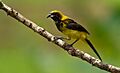 Black-cowled Oriole