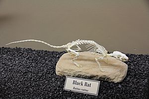 Black Rat skeleton