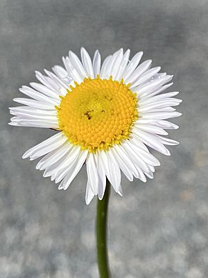 Brachyscome nivalis flower.jpg