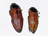 Buprestidae - Temognatha variabilis