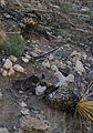 Burned Yuccas at Sitting Bull Falls