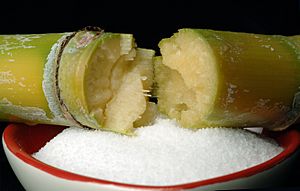 CSIRO ScienceImage 10529 Sugarcane and bowl of sugar