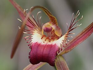 Caladenia ferruginea (3)