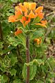 Castillejalatifolia