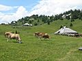 Cattle at Velika Planina, Slovenia