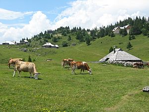 Cattle at Velika Planina, Slovenia