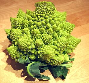 Cauliflower romanesco