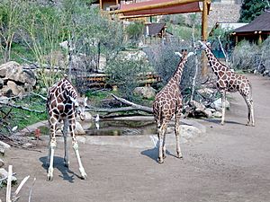 Ch mtn zoo giraffes 2003.jpg