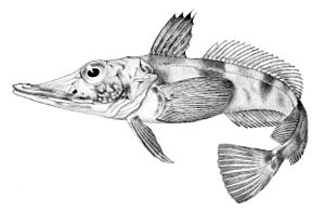 Chaenocephalus aceratus
