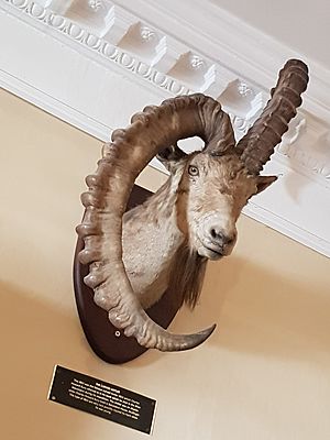 Charles Howard-Bury's famed Ibex
