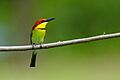 Chestnut-headed Bee-eater 0A2A3075